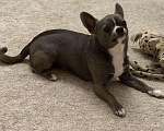Собаки в Череповце: Вязка чихуахуа, 1 500 руб. - фото 1