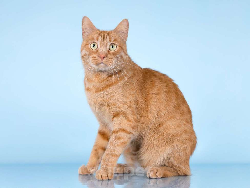 Кошки в Москве: Ярко-рыжий ласковый кот Персей в добрые руки Мальчик, Бесплатно - фото 9