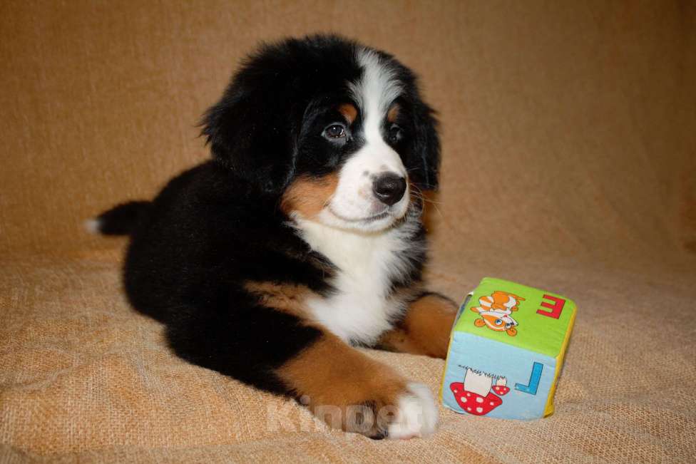 Собаки в других городах Московской области: Бернский зенненхунд Девочка, 120 000 руб. - фото 3