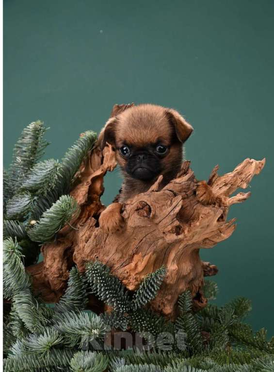 Собаки в Москве: Миниатюрный мальчик малый брабансон Мальчик, 50 000 руб. - фото 1