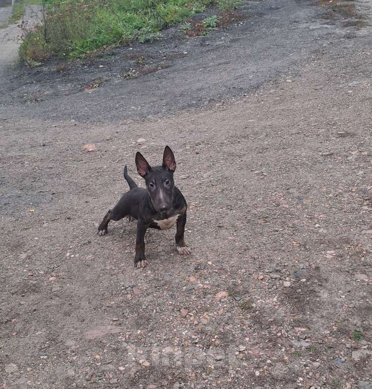 Собаки в Новокузнецке: Предлагаю кобеля бультерьера Мальчик, Бесплатно - фото 2