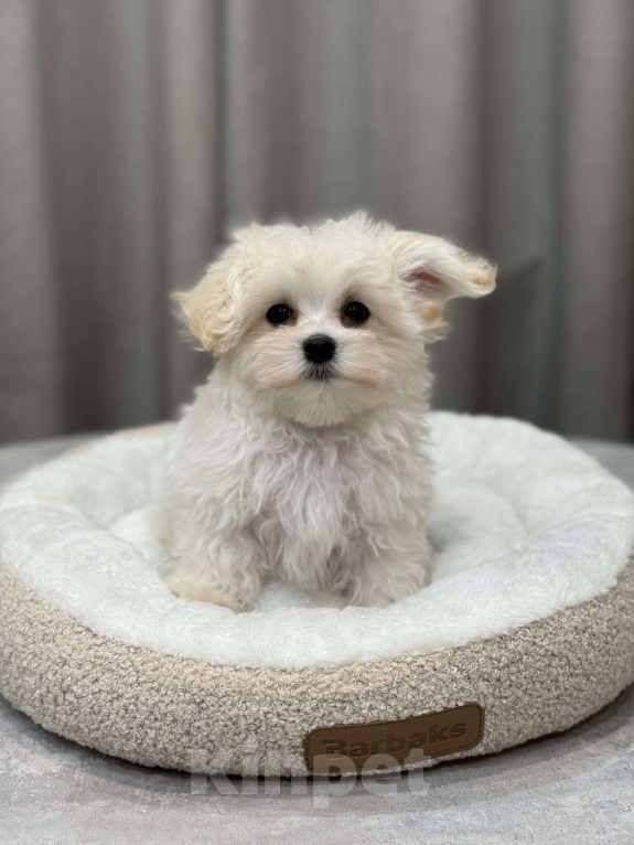 Собаки в Москве: Мальтипу, мальчик Мальчик, Бесплатно - фото 2