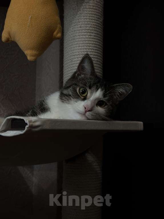 Кошки в Воронеже: Отдадим котика 1,3 года, в хорошие руки. Мальчик, Бесплатно - фото 2