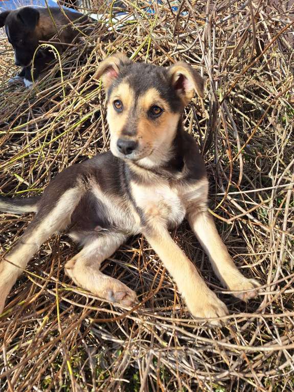 Собаки в Наро-Фоминске: Задиристый , очень игривый пацан ! Мальчик, 200 руб. - фото 1