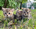 Кошки в Балашихе: Шотландские ко тята Мальчик, Бесплатно - фото 1