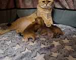 Кошки в других городах Московской области: Продажа котят Мальчик, 20 000 руб. - фото 6