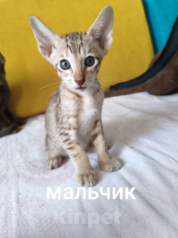 Кошки в Бобровом: Ориентальные котята Разнополые, 25 000 руб. - фото 7