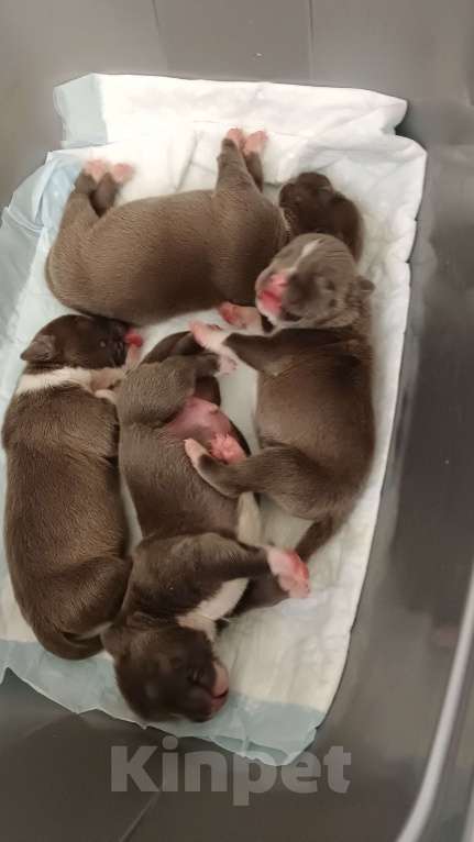 Собаки в Новосибирске: Открыты для резерва голубые аст Мальчик, 90 000 руб. - фото 3