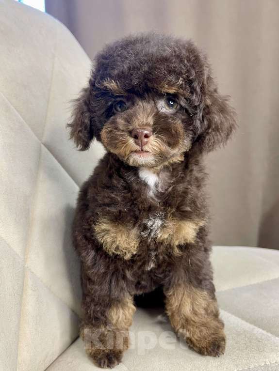 Собаки в Калуге: Той пудель фантом  Девочка, 75 000 руб. - фото 3