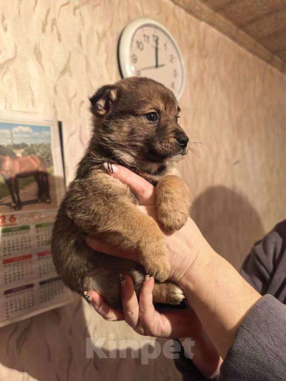 Собаки в Лебедяни: в добрые руки две малышки из липецкой обл Девочка, Бесплатно - фото 3