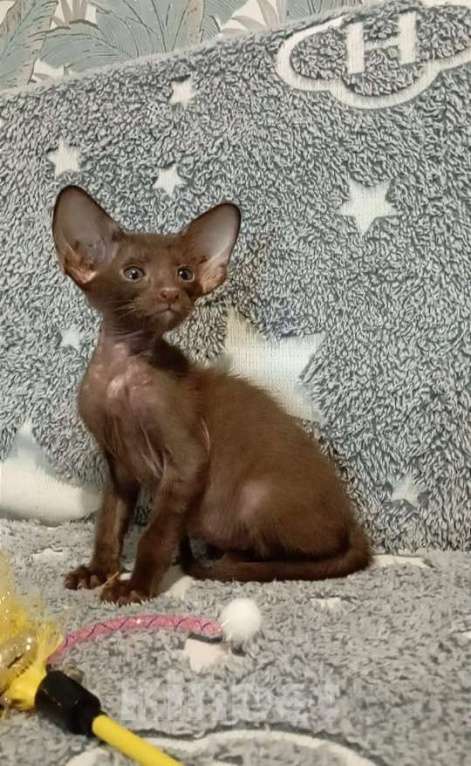 Кошки в Апрелевке: Ориентальные котята Мальчик, 80 000 руб. - фото 3