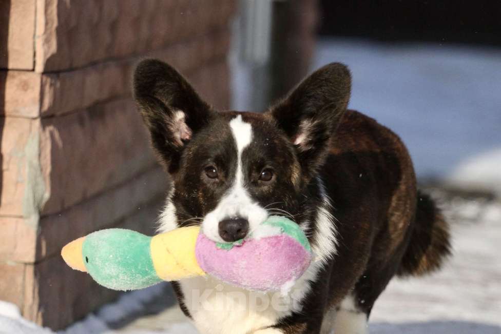 Собаки в Москве: Вельш корги кардиган Девочка, 25 000 руб. - фото 2