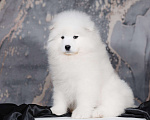 Собаки в Казани: Самоедская девочка Девочка, 50 000 руб. - фото 2