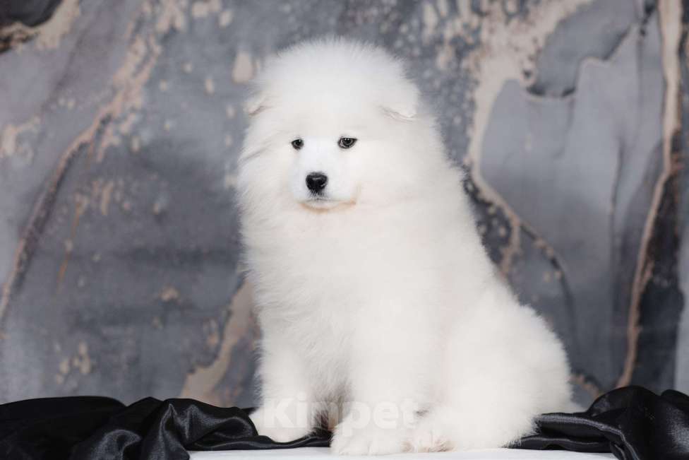 Собаки в Казани: Самоедская девочка Девочка, 50 000 руб. - фото 2