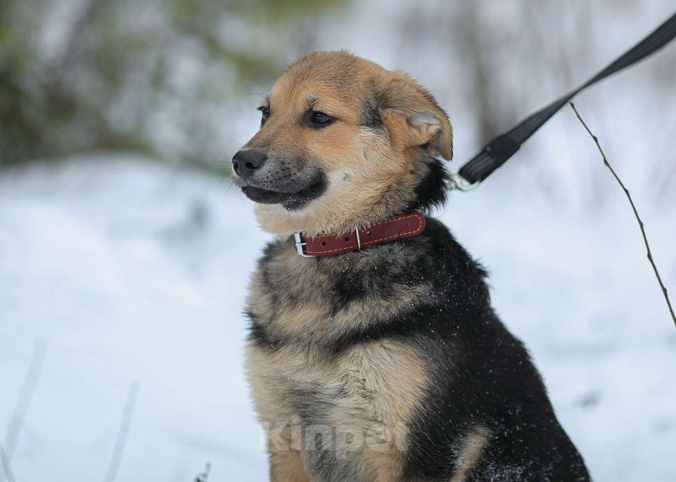 Собаки в Москве: Вики Девочка, Бесплатно - фото 3