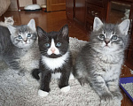 Кошки в Москве: Девочка и мальчик серенькие Мальчик, 1 000 руб. - фото 4