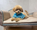 Собаки в Москве: Продается щенок Мальтипу мальчик Мальчик, 60 000 руб. - фото 1