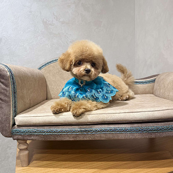 Продается щенок Мальтипу мальчик