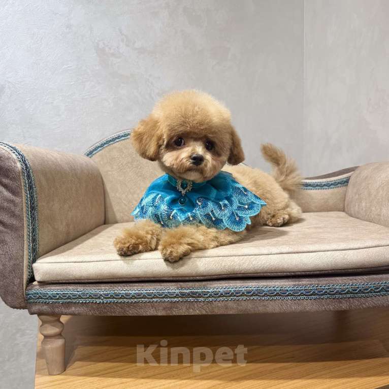 Собаки в Москве: Продается щенок Мальтипу мальчик Мальчик, 60 000 руб. - фото 1