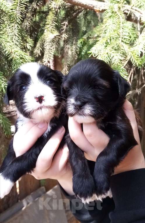 Собаки в Москве: Щенки тибетского терьера  Девочка, 70 000 руб. - фото 4