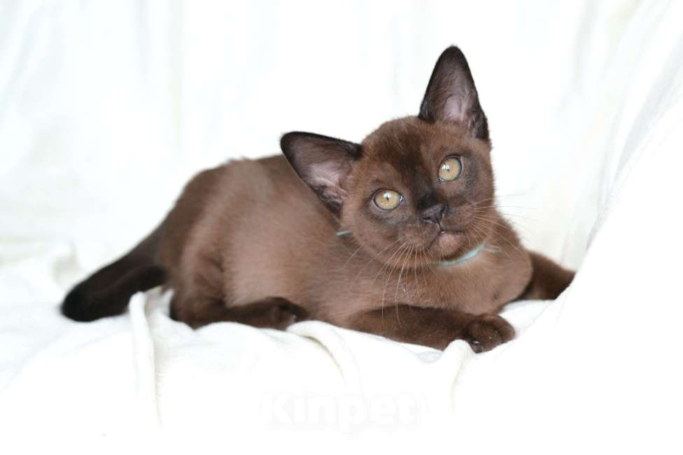 Кошки в Пензе: Бурмята Девочка, 30 000 руб. - фото 4