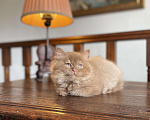 Кошки в Москве: Британский длинношёрстный котик  Мальчик, Бесплатно - фото 1