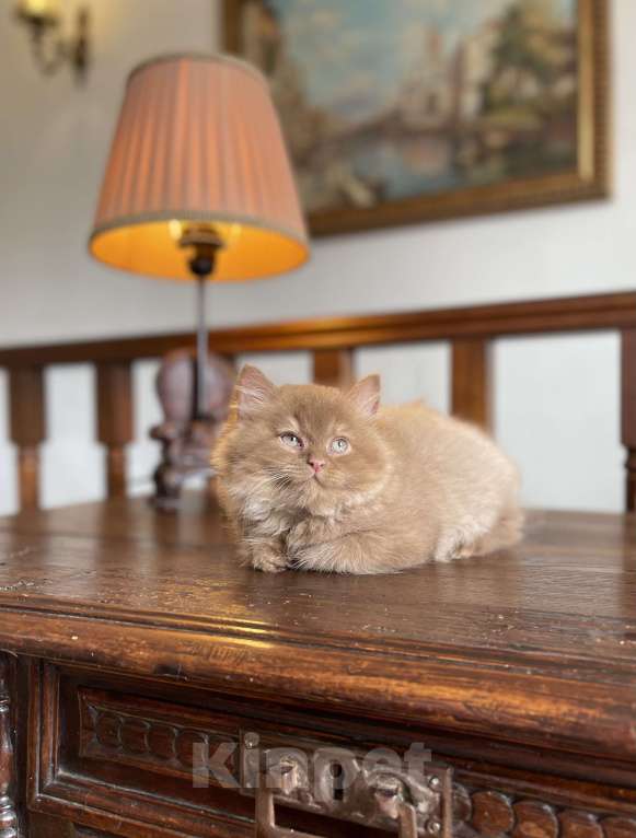 Кошки в Москве: Британский длинношёрстный котик  Мальчик, Бесплатно - фото 1