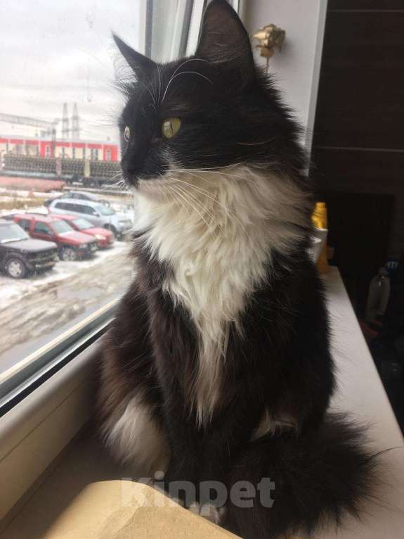 Кошки в Санкт-Петербурге: пропал кот Мальчик, Бесплатно - фото 4