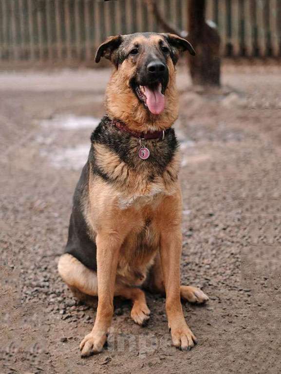 Собаки в Санкт-Петербурге: Кай, молодой домашний пес ищет дом Мальчик, Бесплатно - фото 8