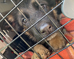 Собаки в Москве:  Продается чистокровный щенок немецкой овчарки с документами Мальчик, 20 000 руб. - фото 3