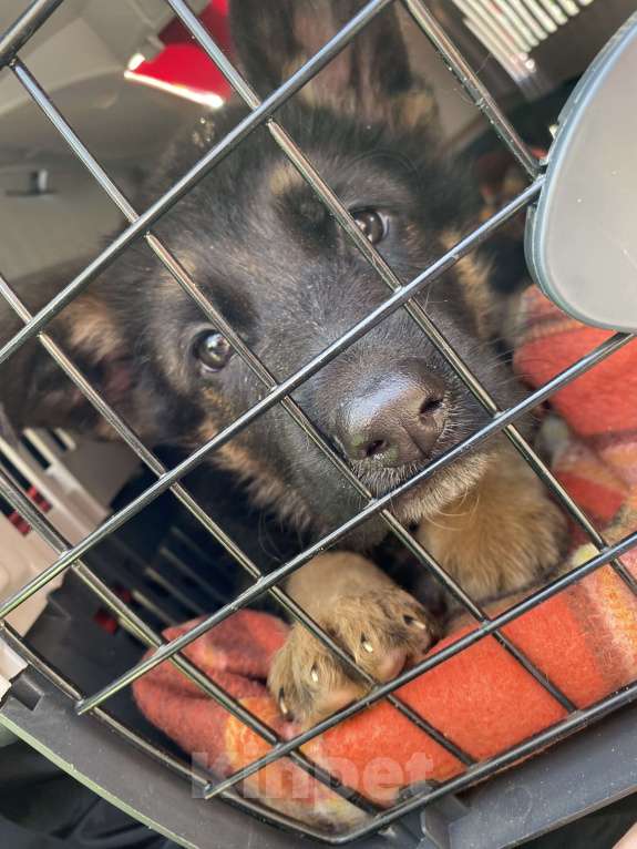 Собаки в Москве:  Продается чистокровный щенок немецкой овчарки с документами Мальчик, 20 000 руб. - фото 3