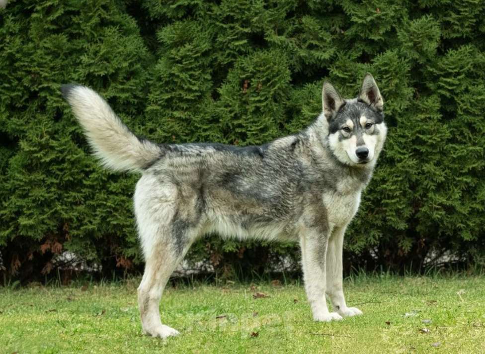 Собаки в Москве: Норд ищет свою семью Мальчик, Бесплатно - фото 2