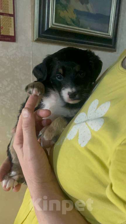 Собаки в Москве: Кнопочка ищет дом и семью Девочка, Бесплатно - фото 4