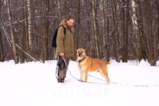 Собаки в Москве: Варох Мальчик, Бесплатно - фото 4