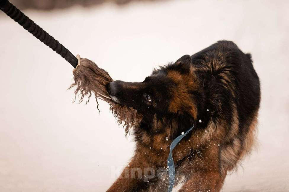 Собаки в Москве: Это Рада, 8 лет. Немецкая овчарка Девочка, Бесплатно - фото 2