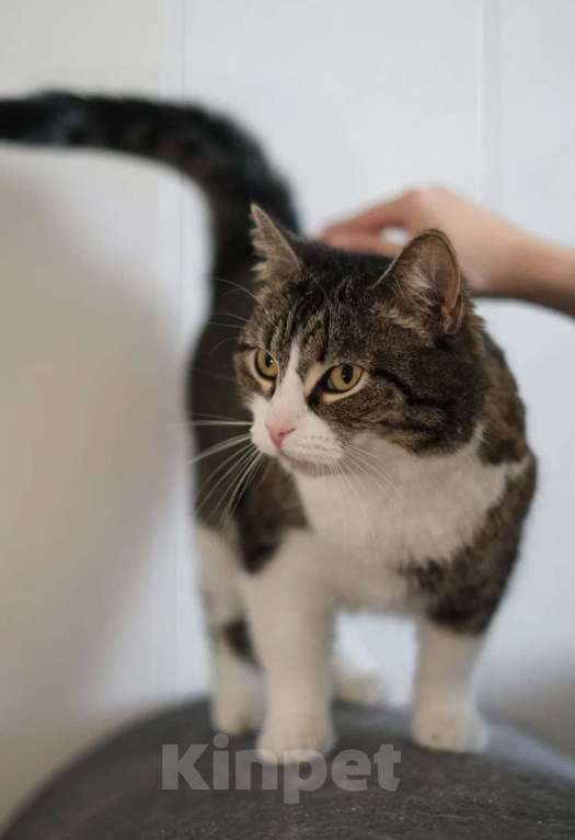 Кошки в Санкт-Петербурге: Шарлотта из приюта Девочка, Бесплатно - фото 2