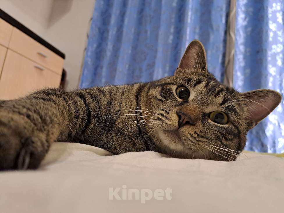 Кошки в Хабаровске: Отдам в добрые руки Мальчик, Бесплатно - фото 2