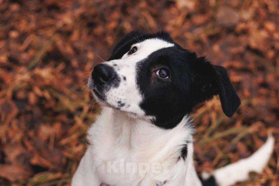 Собаки в Москве: Твиги - девочка, 2 месяца, ищет дом  Девочка, Бесплатно - фото 3