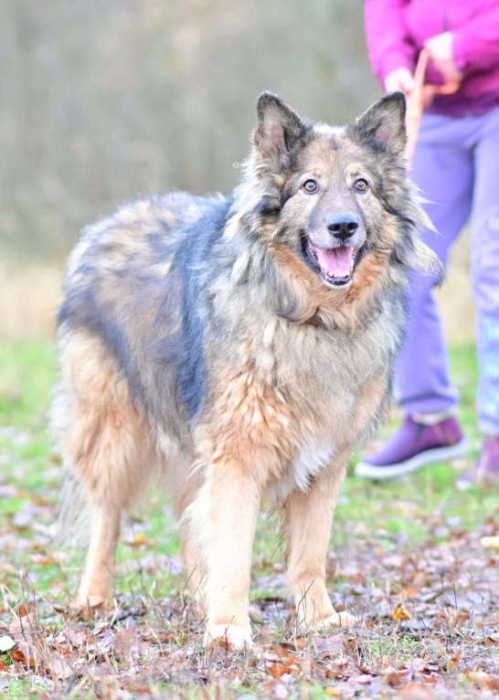 Собаки в Солнечногорске: Метис длинношёрстной овчарки в дар Мальчик, Бесплатно - фото 4