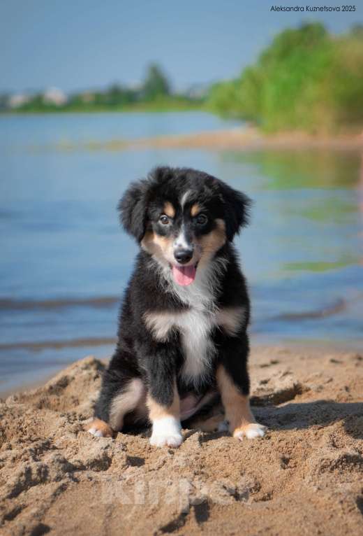 Собаки в Челябинске: Миниатюрная америкая овчарка от привозных родителей Девочка, Бесплатно - фото 3