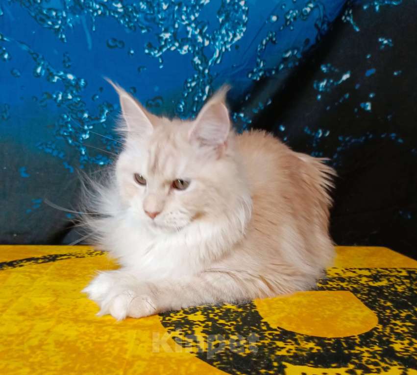 Кошки в Санкт-Петербурге: Девочка ds 22 Девочка, 35 000 руб. - фото 9