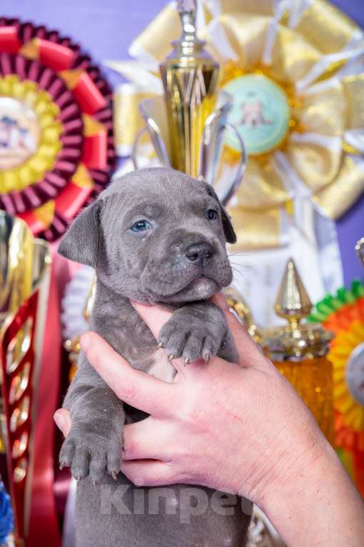 Собаки в Красноярске: Щенки американского питбультерьера Девочка, 45 000 руб. - фото 9