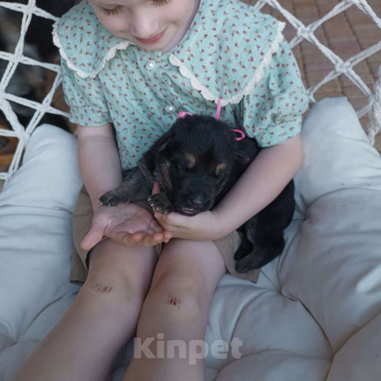 Собаки в Славянске-На-Кубани: Щенок Восточно-Европейской овчарки (девочка)  Девочка, 15 000 руб. - фото 2