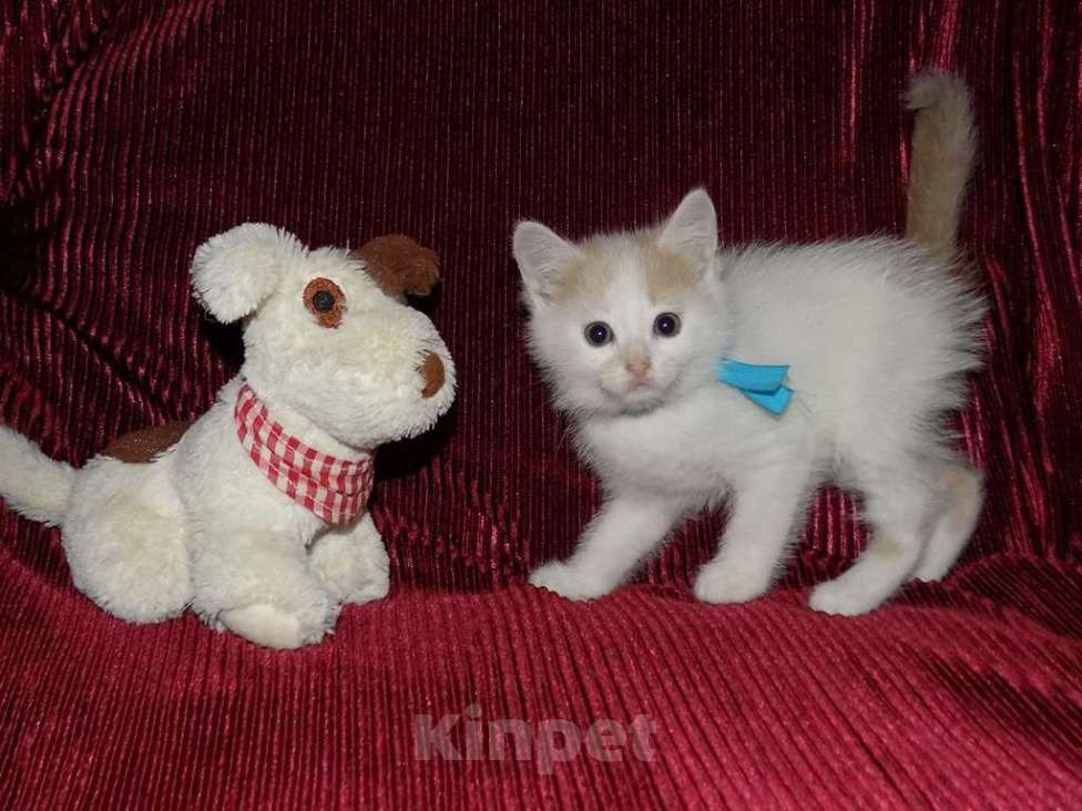 Кошки в Москве: Турецкий ван, котята Мальчик, 15 000 руб. - фото 4