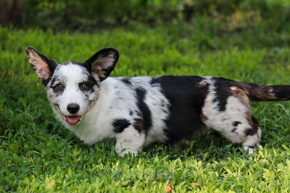 Собаки в других городах Белгородской области: Мальчишка Бемен Мальчик, 80 000 руб. - фото 2
