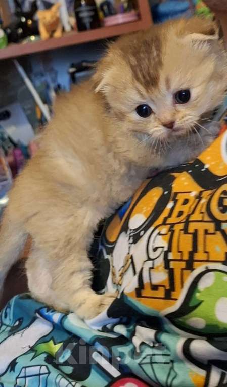 Кошки в Москве: Шотландские вислоухие котята Разнополые, 15 000 руб. - фото 1