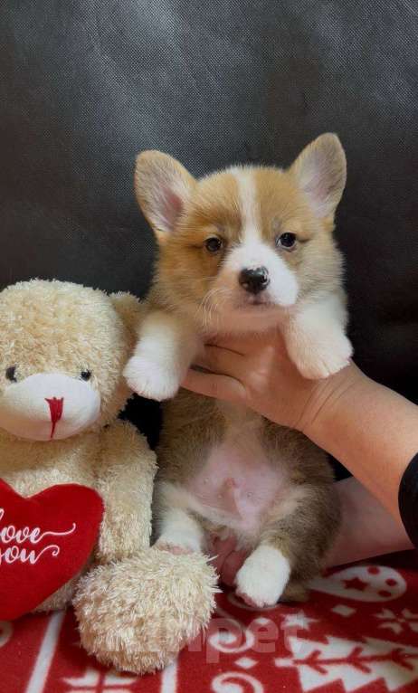 Собаки в других городах Московской области: Вельш корги пемброк мальчик  Мальчик, 38 000 руб. - фото 9