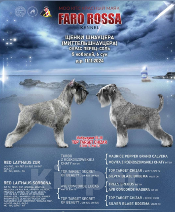 Собаки в Таганроге: Щенки шнауцера перец соль Мальчик, Бесплатно - фото 8