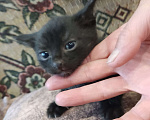 Кошки в Перми: Мальчик. Котенок Мальчик, Бесплатно - фото 4