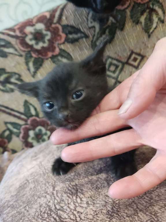 Кошки в Перми: Мальчик. Котенок Мальчик, Бесплатно - фото 4